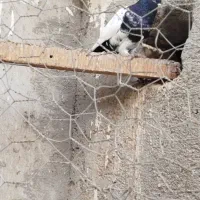 کفتر|پرنده|هامون, |دیوار