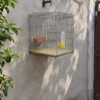 قفس
