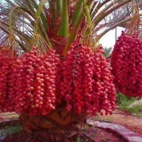 درخت خرما ثمری