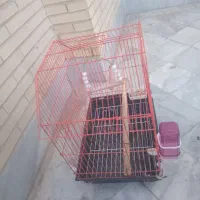 قفس عروس هلندی  ۷۰۰ هزار تومن
