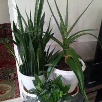 سه عدد گلدان دو میلیون تومان