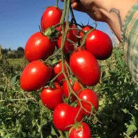 ابگیری گوجه بصورت سیار