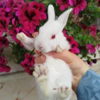 فروش بچه خرگوش