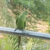 اجاره غرفه ۱۹ متری تجاری  در قلب جزیره کیش