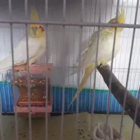 جفت عروس هلندی مولد