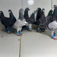 دسته ۱۲تایی پرشی نر المانی