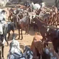 فروش بز