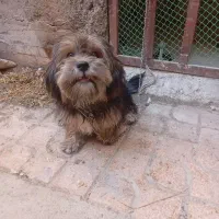 سگ پاپی شیتزو