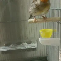 سهره قناری|پرنده|کبودرآهنگ, |دیوار