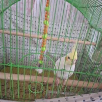 فروش یک عدد مرغ عروس به همراه یک جفت کوتوله