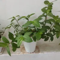 گل وگیاه