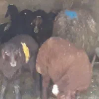 بره نر برای نذری