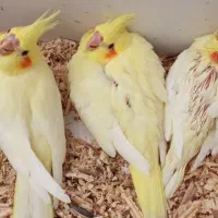 فروش جوجه عروس هلندی