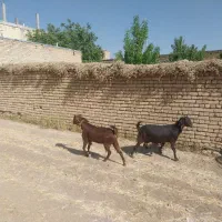 بز نژدی