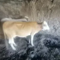 گاو دو قلو زا با دوتا گوسال نر