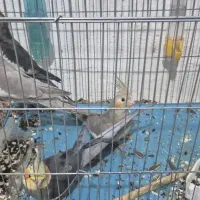 سه عدد جوجه عروس هلندی