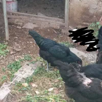 مرغ خروس