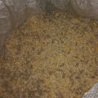 دان مرغ