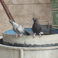 5عدد جوجه 4تا موشی 1دمسفید