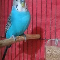 جفت مرغ عشق
