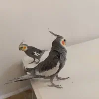 دو عروس هلندی نر