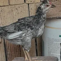 نیمچه خروس طوسی گلین
