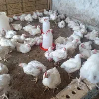 جوجه گوشتی