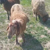 دو عدد میش و یک بره نر