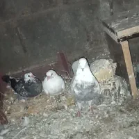 کبوتر پرنده
