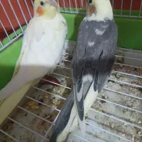 فروش عروس هلندی