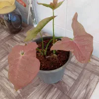 گلهای آپارتمانی
