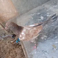 پلاکی گرفتنی نر جوجه طلایی هیچ پر نر سیا پرشی نر