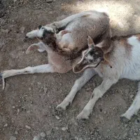 گوسفند فروشی