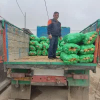 سیب زمینی گوجه پیاز فلفل عمده خرده قیمت میدان