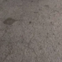 سگ از نسل نگهبان سرابی دوماهه