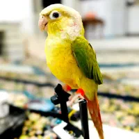 جوجه گرینچیک