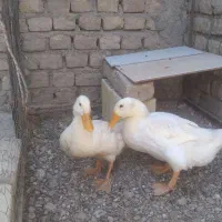 اردک
