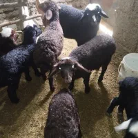 میش بره|حیوانات مزرعه|جوکار, |دیوار