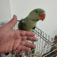 شاه طوطی شاه تخم فول دستی