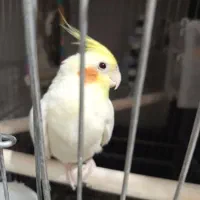 عروس هلندی جفت /نر سخنگو رام