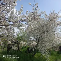 باغ آلو درشت خوب درصدی وهسه ای برمیدارم