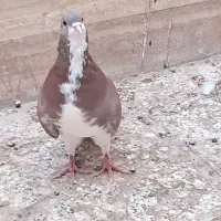 طوقی .دم سفید .کله هما.سرونج .ساده