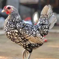 جوجه سبرایت