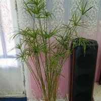 گل خانگی|گل و گیاه طبیعی|اسلام‌‌آباد غرب, |دیوار