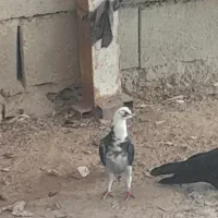 شهر چمران یاس 2 مسجد امام حسن مجتبی