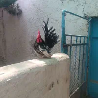 خروس جانپیز بلک متلد
