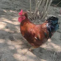 خروس کاکلی