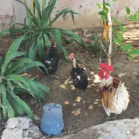 مرغ و خروس