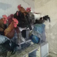فروش حدود ۴۰ عدد خروس بومی اصلاح نژاد