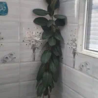 گل بدون ایراد